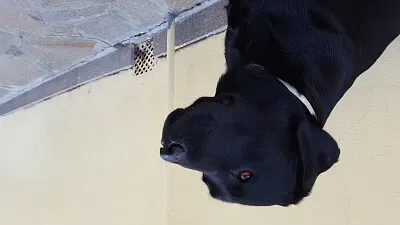 פאזל של peponio