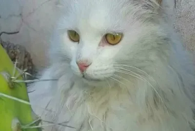 Mi gatito Dumas en Cactus