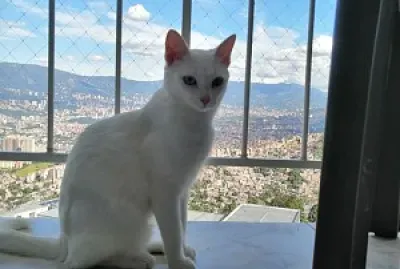 pandorita