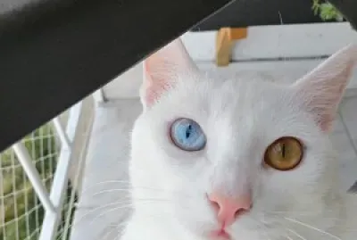 ojitospandora