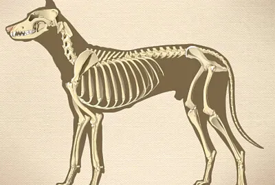 Arma el rompecabezas