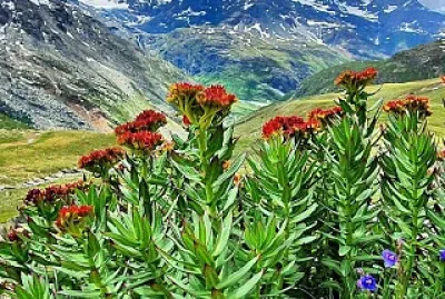 Haute Maurienne Vanoise