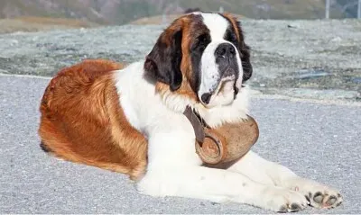 פאזל של Perro Sanbernardo de Rescate