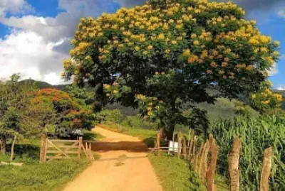 Roça