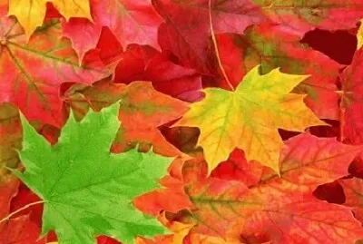 X9 jigsaw puzzle
