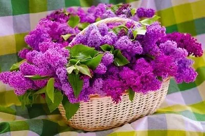 פאזל של imagem