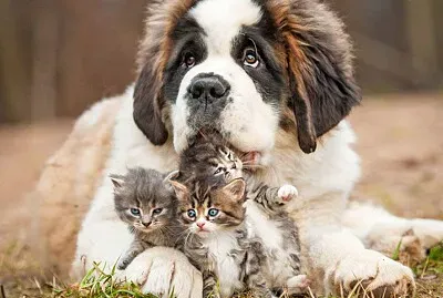 Perro Sanbernardo 05 jigsaw puzzle