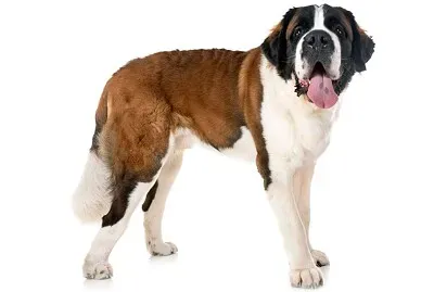 Perro Sanbernardo 05 jigsaw puzzle