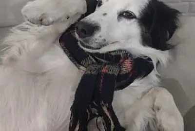 פאזל של Alyne Paiva