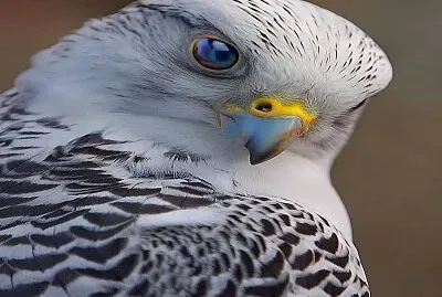 Aves