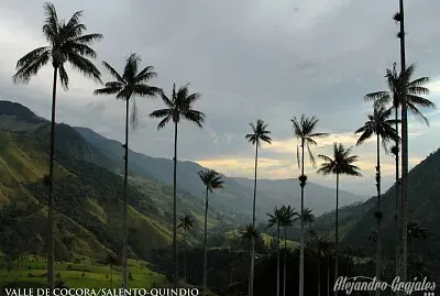 Palma de Cera del Quindio