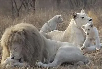 animales