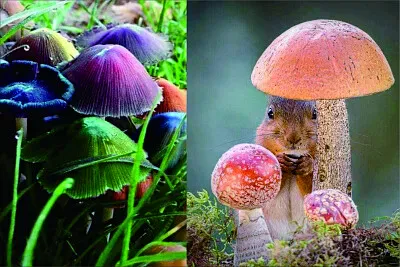 菇類 jigsaw puzzle