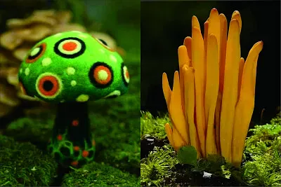 菇類 jigsaw puzzle