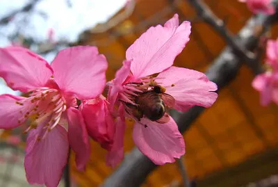三芝櫻花