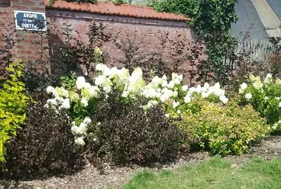 Massif de fleurs au Touquet