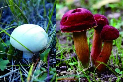 菇類 jigsaw puzzle