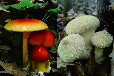 菇類 jigsaw puzzle