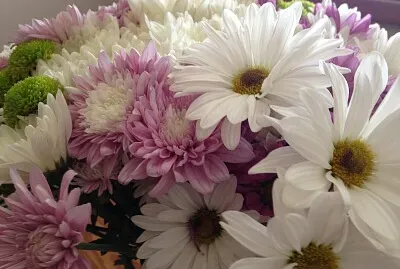 Posies