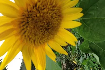sunflower