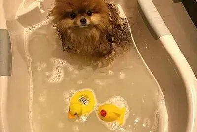 cachorrinho no banho