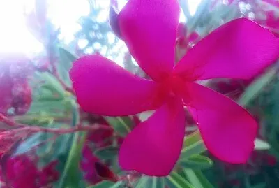 FLOWERS jigsaw puzzle