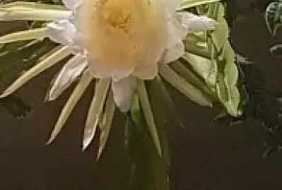 מלכת הלילה jigsaw puzzle