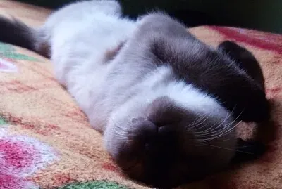 MI GATA