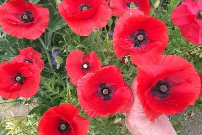 Red Poppies
