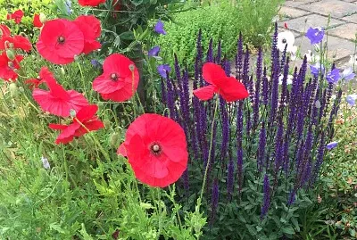 Poppies against purple