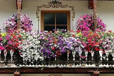 Balcones floridos