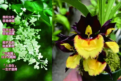 花漾 jigsaw puzzle