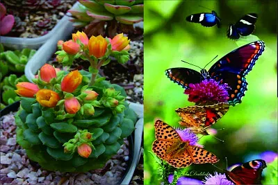 花漾 jigsaw puzzle