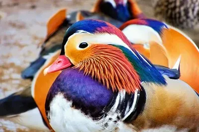 Mandarin Duck