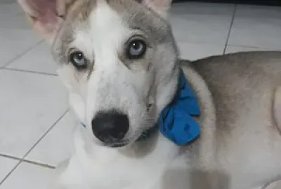 Mascotas jigsaw puzzle