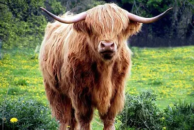 vache