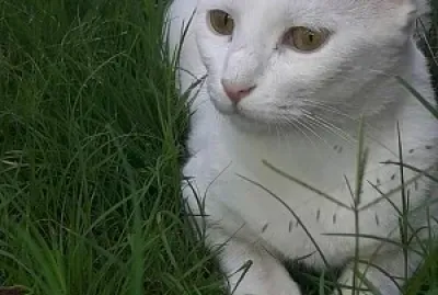 פאזל של Mi gatita Luna en el cesped