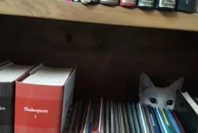 Mi gatita Luna leyendo