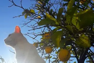 Mi gatita Luna con sol y limones