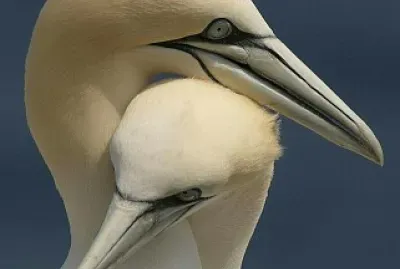 Aves