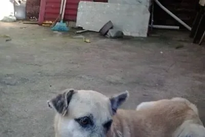 פאזל של simplesmente eu