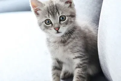 פאזל של Collage del producto competencial