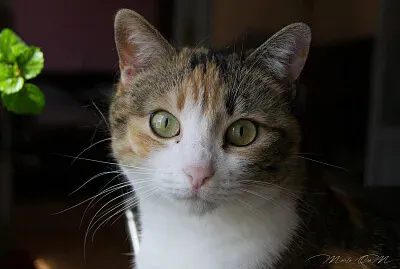 Misi