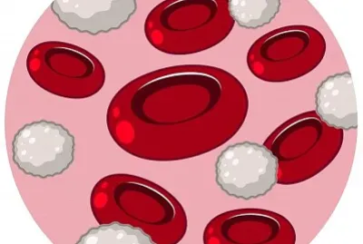 glovulos rojos y blancos