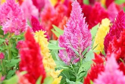 colorful flowers