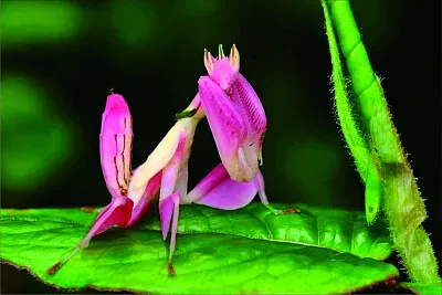 螳螂 jigsaw puzzle