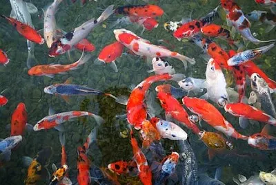 Foto jigsaw puzzle