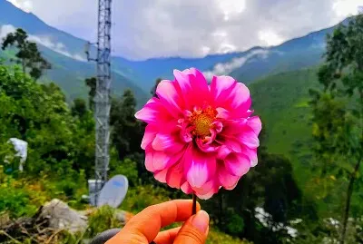 Hermosa Flor