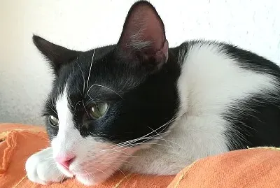 פאזל של Mulán pensando