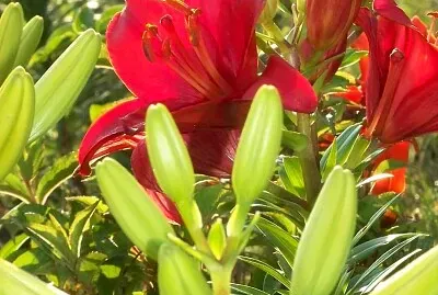 Flower